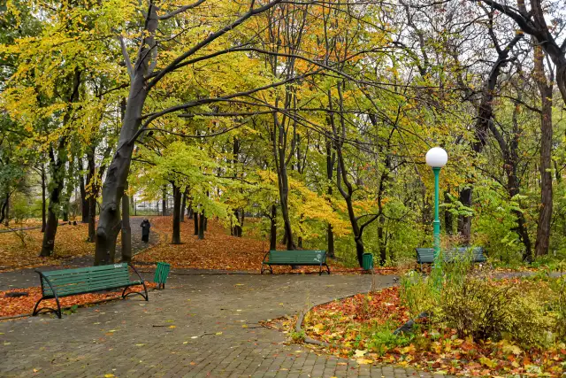 Алея й зелені насадження у парковій частині Ботанічного саду Фоміна